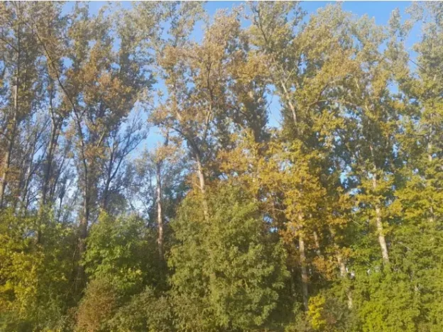 Prodej lesa, Bohuslavice, 11442 m2