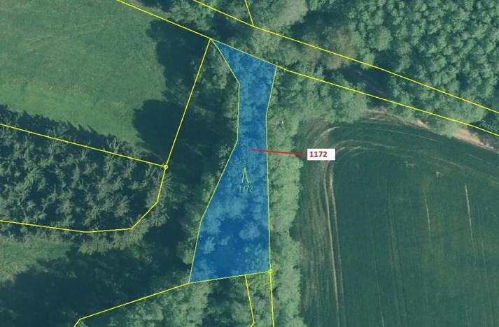 Dražba lesa, Kuřimany, 875 m2