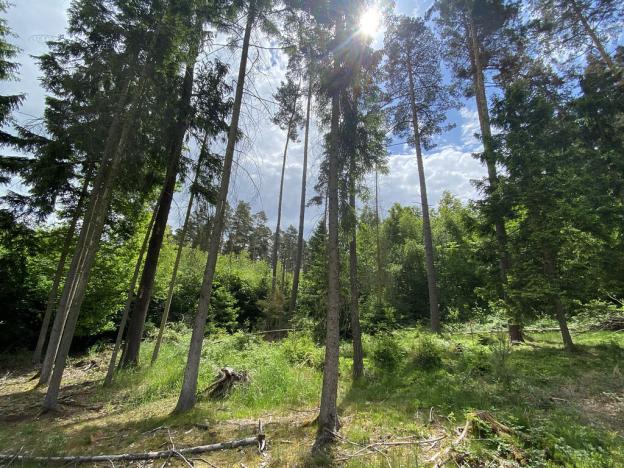 Prodej lesa, Blížejov - Lštění, 4152 m2