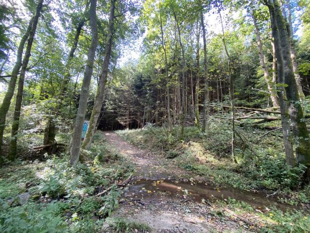 Prodej lesa, Lánov - Horní Lánov, 12297 m2