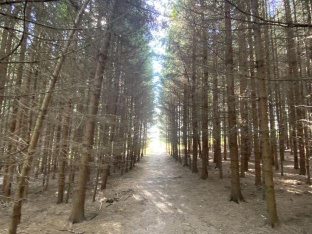 Prodej lesa, Lánov - Horní Lánov, 12297 m2