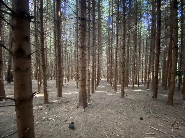 Prodej lesa, Lánov - Horní Lánov, 12297 m2