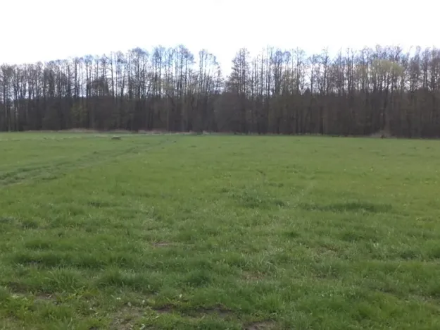 Dražba louky, Tachov, 23048 m2