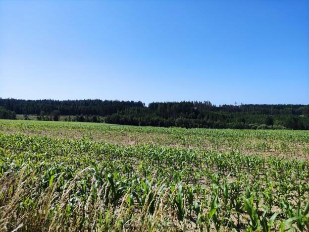 Prodej zahrady, Černovice - Panské Mlýny, 4180 m2