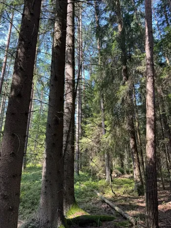 Prodej lesa, Mladošovice, 12064 m2