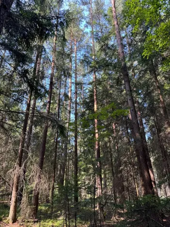 Prodej lesa, Mladošovice, 12064 m2