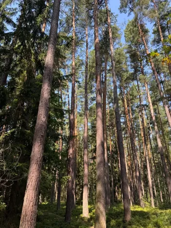 Prodej lesa, Mladošovice, 12064 m2