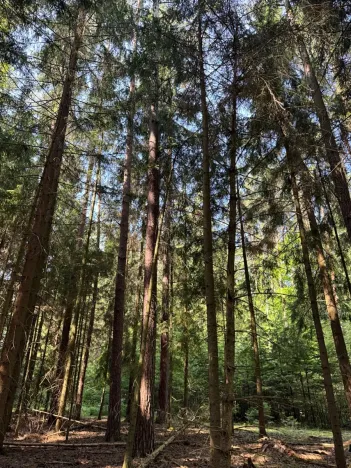 Prodej lesa, Mladošovice, 12064 m2