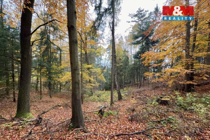 Prodej lesa, Jestřebí, 6855 m2