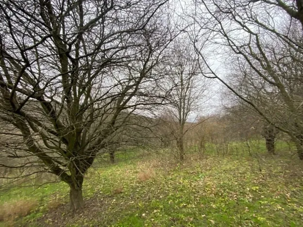 Dražba lesa, Šarovy, 11619 m2