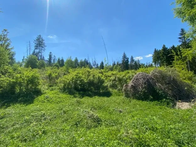 Dražba lesa, Kropáčova Vrutice, 15167 m2