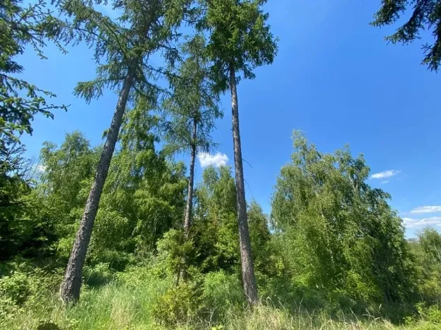 Dražba lesa, Kropáčova Vrutice, 15167 m2