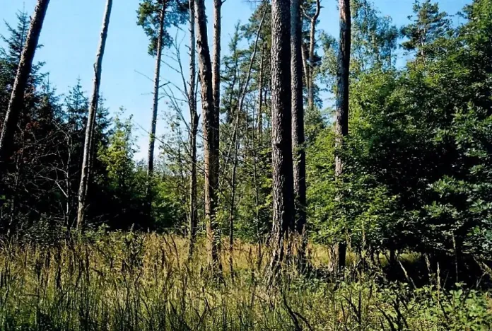 Prodej lesa, Výčapy, 1459 m2