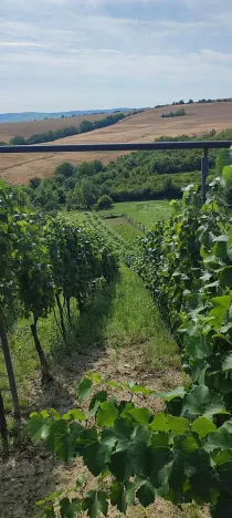 Prodej sadu/vinice, Blučina, 2677 m2