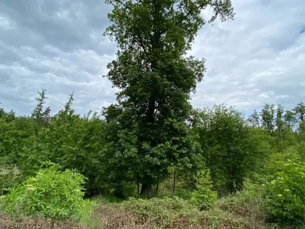 Dražba lesa, Blížejov, 4481 m2