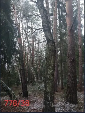 Prodej lesa, Kojčice, 1102 m2