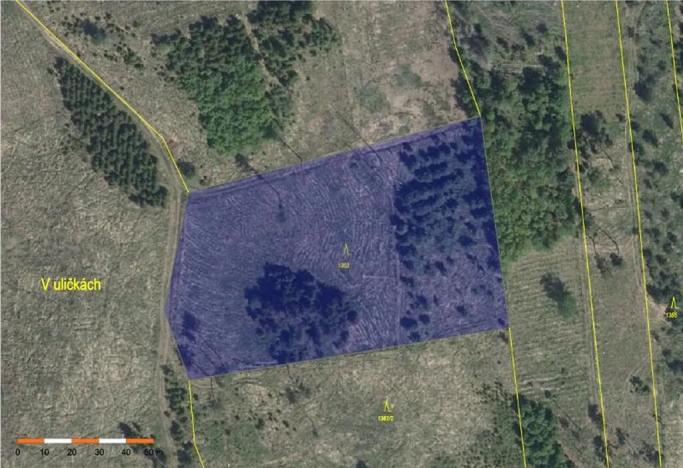 Prodej lesa, Vladislav, 8722 m2