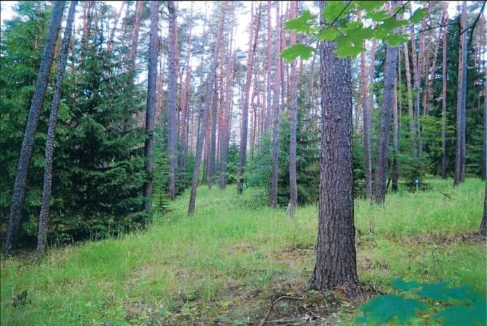 Prodej lesa, Dolní Vilémovice, 9629 m2