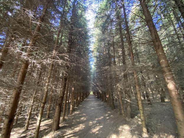 Prodej lesa, Lánov - Horní Lánov, 15996 m2