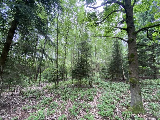 Prodej lesa, Blížejov - Lštění, 4152 m2