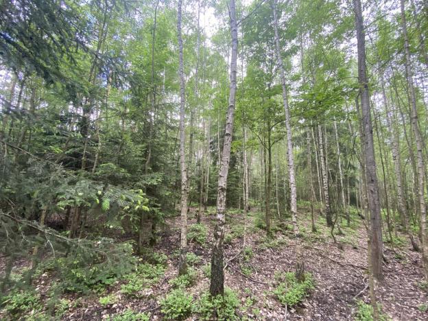 Prodej lesa, Blížejov - Lštění, 4152 m2