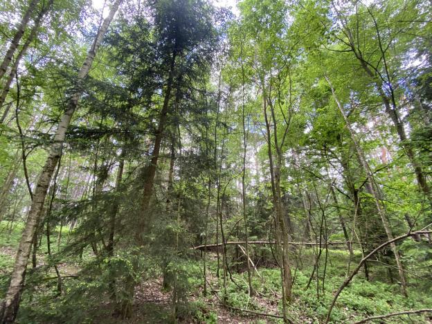 Prodej lesa, Blížejov - Lštění, 4152 m2