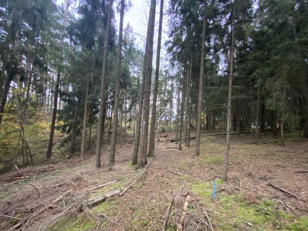 Prodej lesa, Srbice - Těšovice, 3279 m2