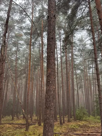 Prodej lesa, Zábrdí, 9676 m2
