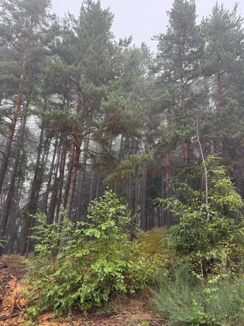 Prodej lesa, Zábrdí, 9676 m2