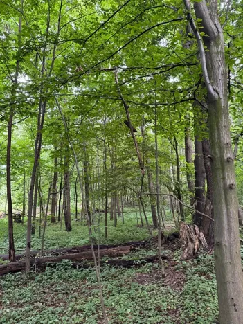 Prodej podílu lesa, Staříč, 16254 m2