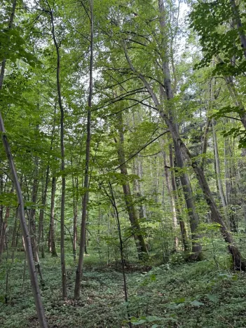 Prodej podílu lesa, Staříč, 16254 m2