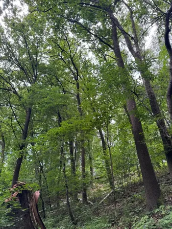 Prodej lesa, Radimovice, 7734 m2