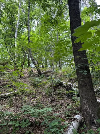 Prodej lesa, Radimovice, 7734 m2