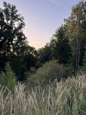 Prodej lesa, Horní Bukovina, 2690 m2