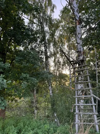 Prodej lesa, Horní Bukovina, 2690 m2