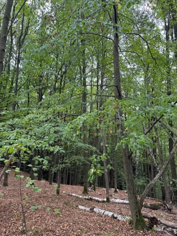 Prodej lesa, Nové Hrady, 5524 m2