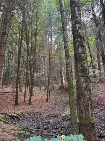 Prodej lesa, Nové Hrady, 5524 m2