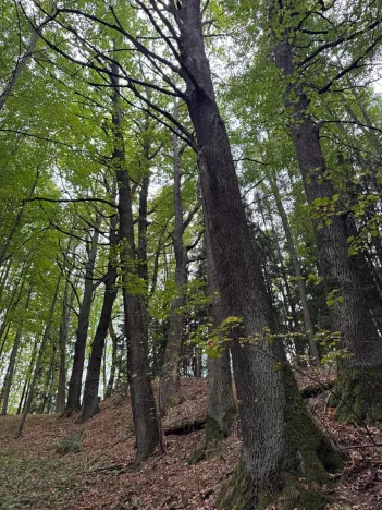 Prodej lesa, Nové Hrady, 5524 m2