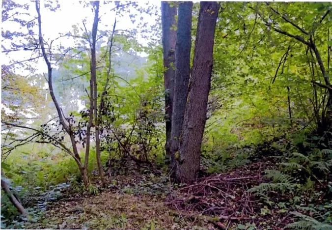 Prodej pozemku, Zlatá Olešnice, 251 m2