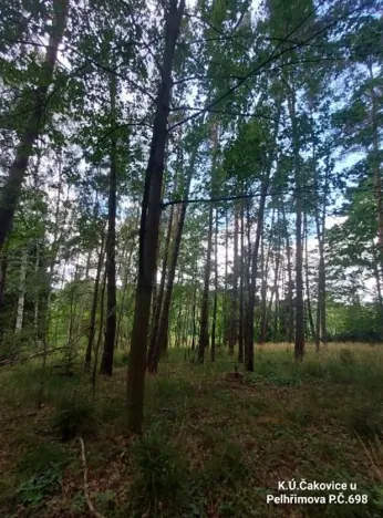 Prodej lesa, Pelhřimov, 1759 m2