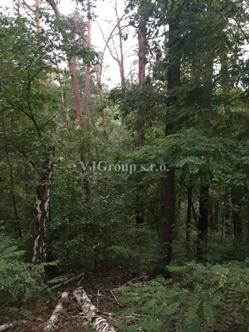 Prodej lesa, Bradlec, 4578 m2