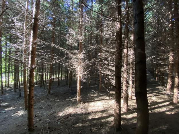 Prodej lesa, Lánov - Horní Lánov, 15996 m2