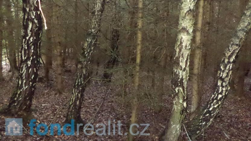 Prodej lesa, Myslkovice, 9683 m2