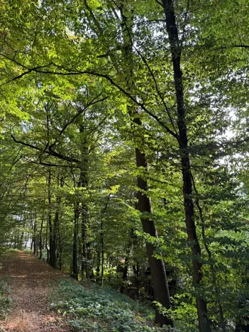 Prodej lesa, Háj ve Slezsku, 4689 m2