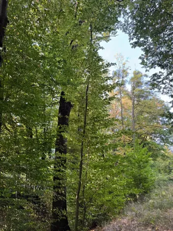 Prodej lesa, Háj ve Slezsku, 4689 m2