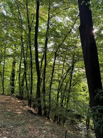 Prodej lesa, Háj ve Slezsku, 4689 m2