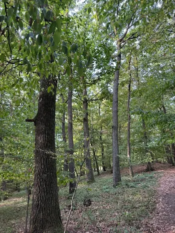 Prodej lesa, Háj ve Slezsku, 4689 m2