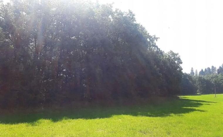 Prodej lesa, Vendryně, 3059 m2