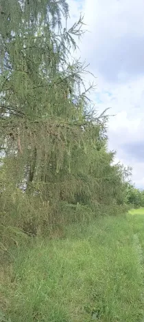 Prodej zahrady, Doubravčice, 7161 m2