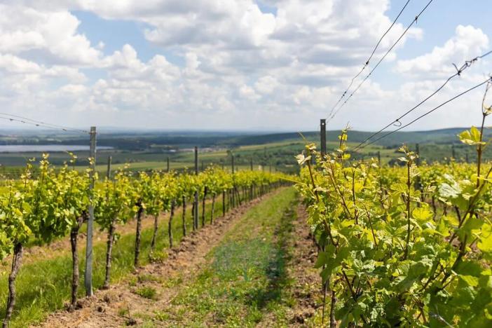 Prodej domu, Pavlov, Na Návsi, 200 m2